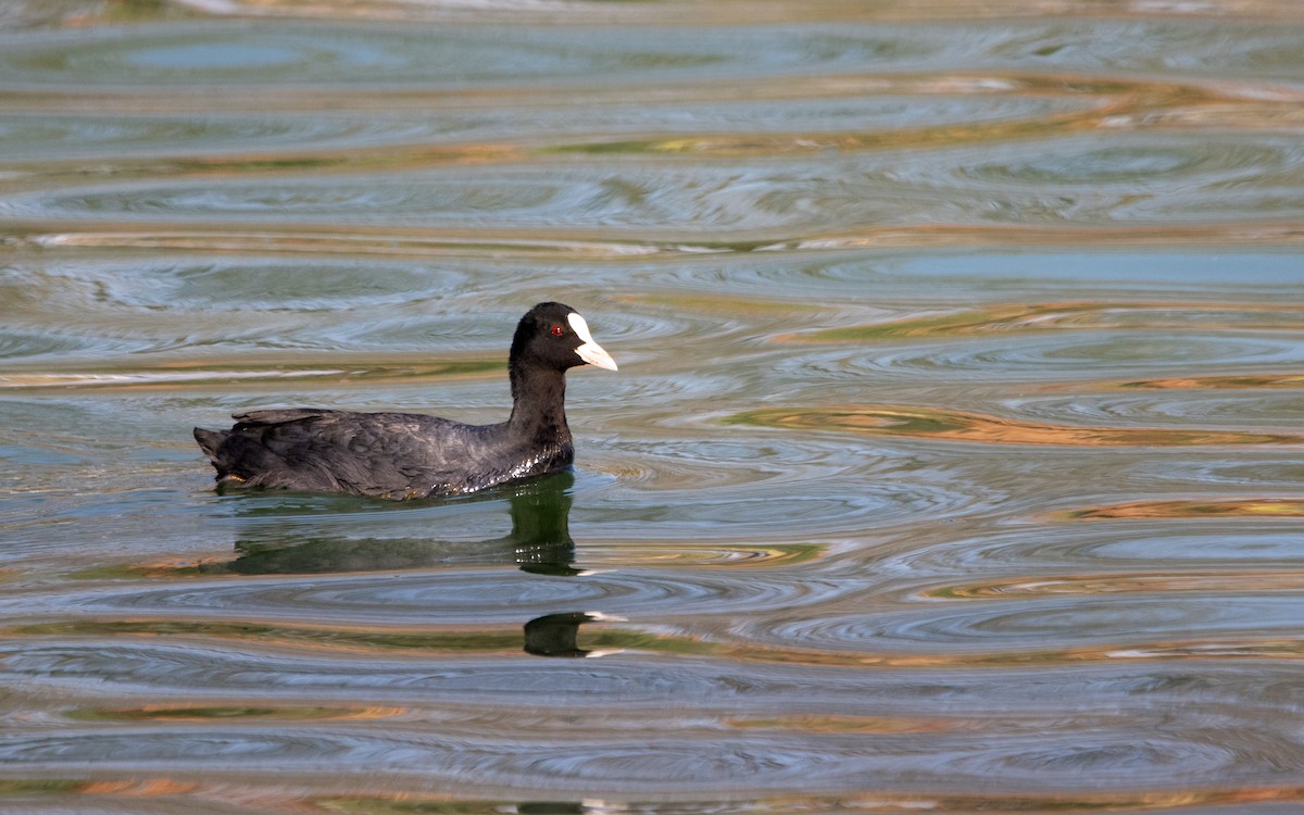 Eurasian Coot - ML614731939