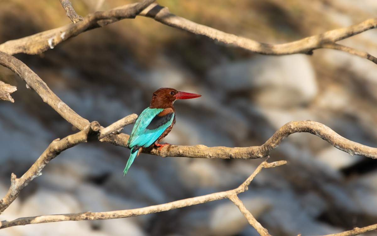 White-throated Kingfisher - ML614731947