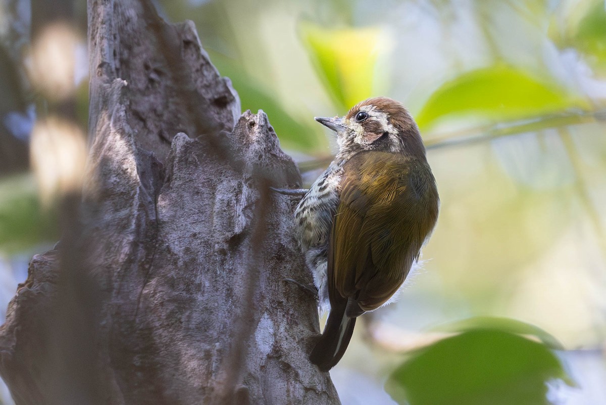 Speckled Piculet - ML614731953