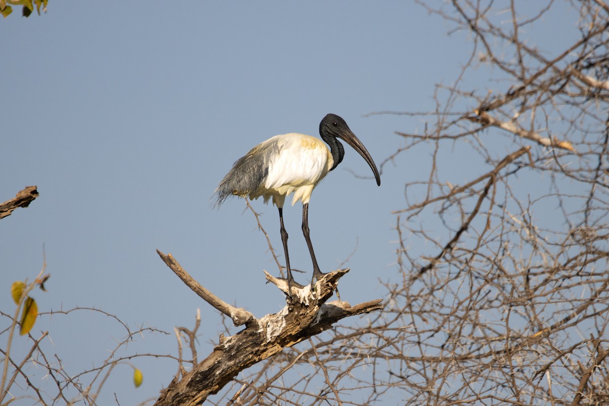 Black-headed Ibis - ML614731970