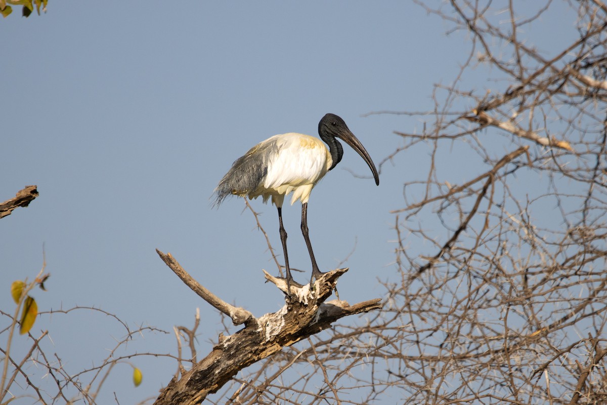 ibis černohlavý - ML614731970