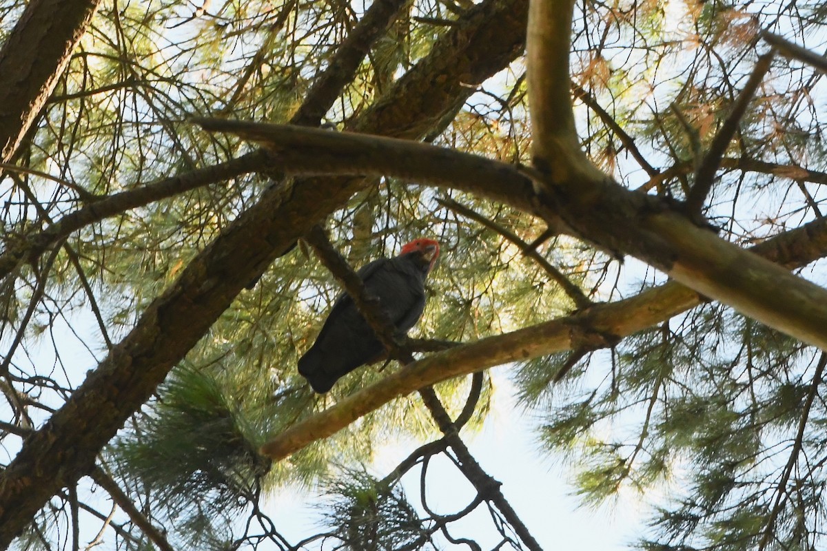 Gang-gang Cockatoo - ML614731978