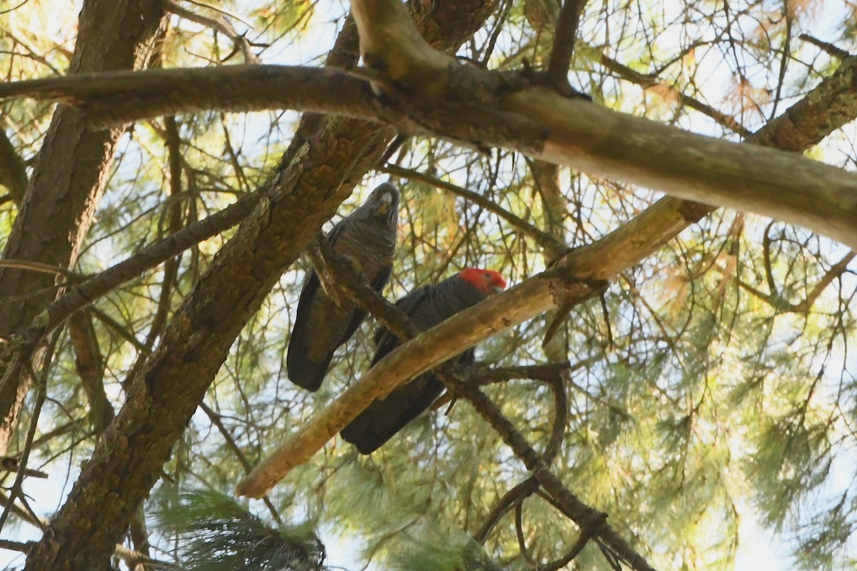 Gang-gang Cockatoo - ML614731981