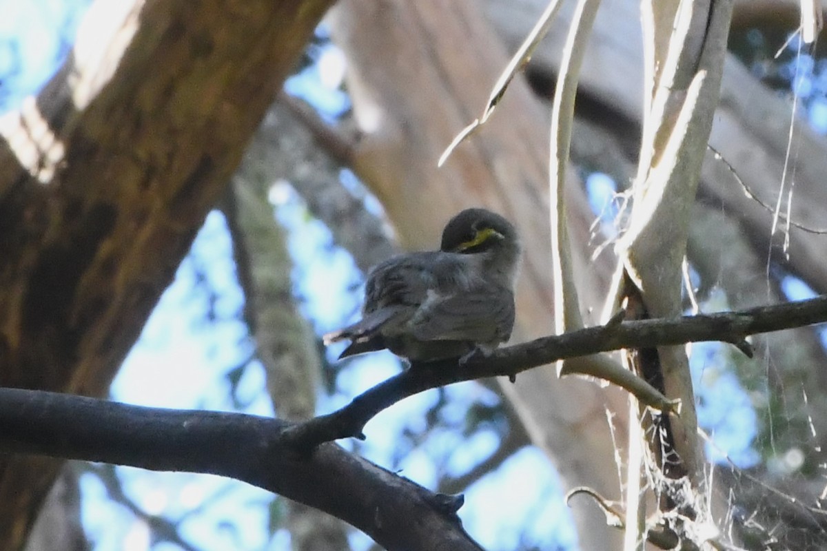 Yellow-faced Honeyeater - ML614731985