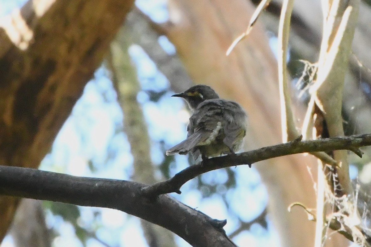 Yellow-faced Honeyeater - Michael Louey