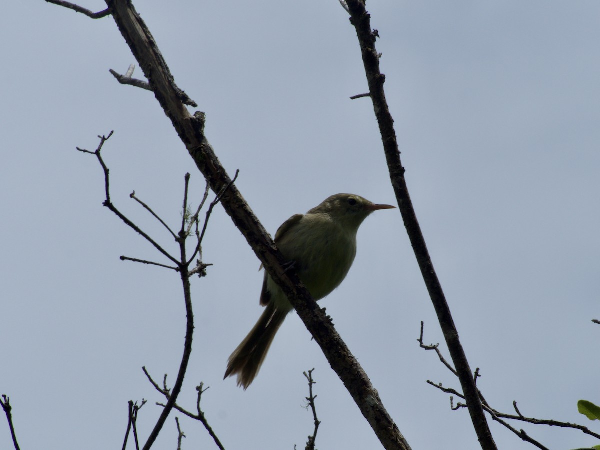 Rodrigues Warbler - ML614731995