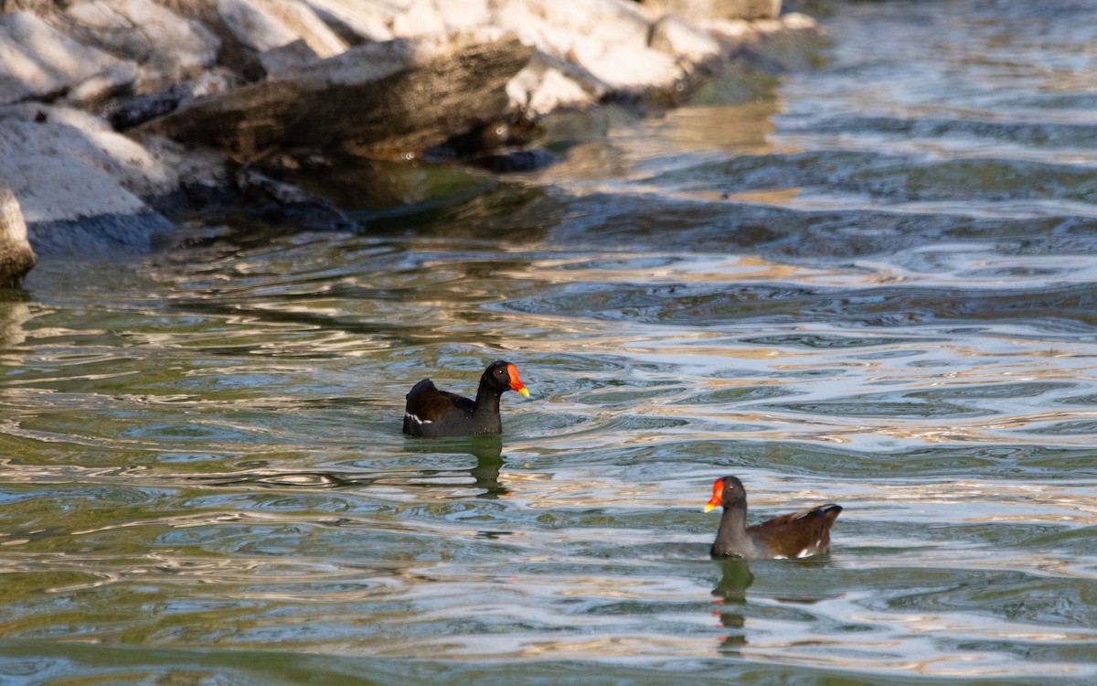 Eurasian Moorhen - ML614731999