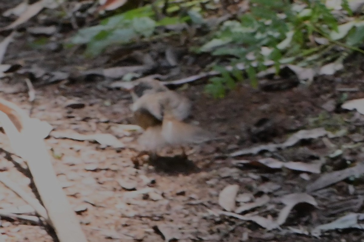 Australian Rufous Fantail - ML614732003