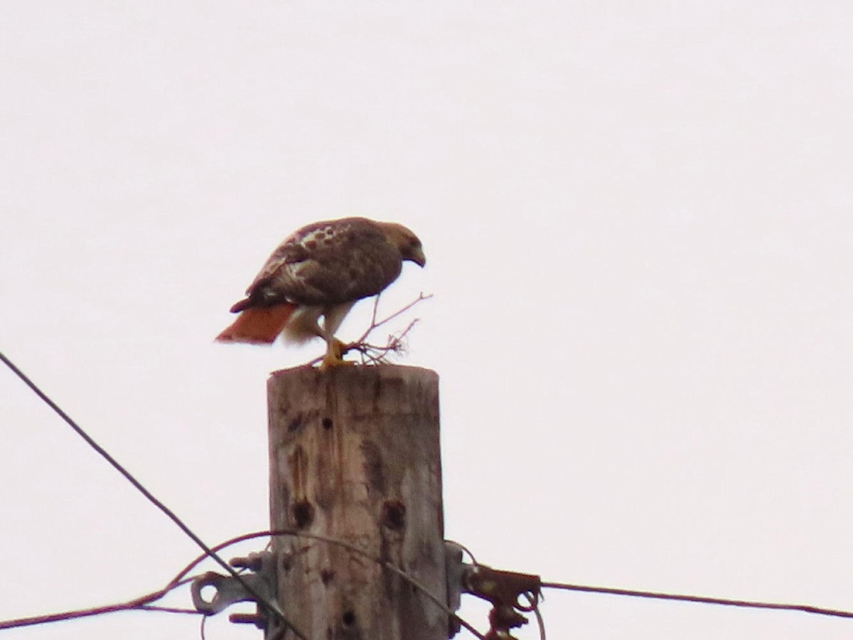 Red-tailed Hawk - ML614732012