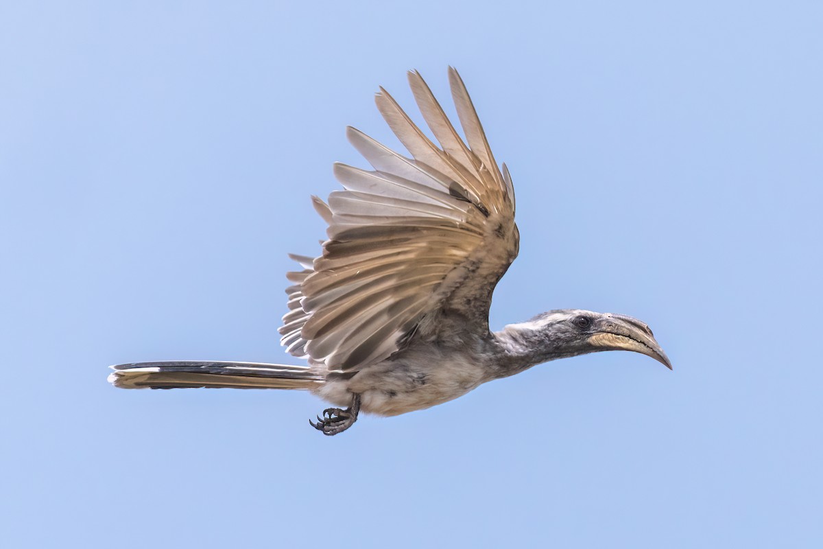 Pale-billed Hornbill - Max Khoo