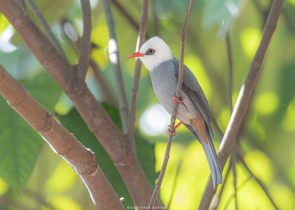 Bulbul à tête blanche - ML614732088