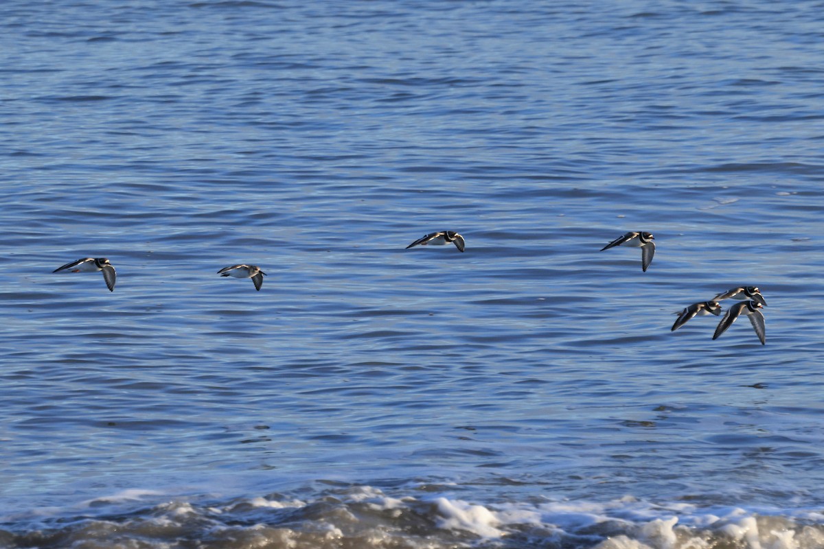 Dunlin - ML614732177