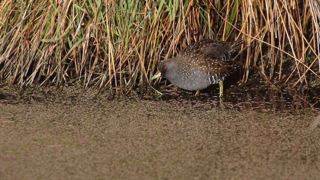 Australian Crake - ML614732242