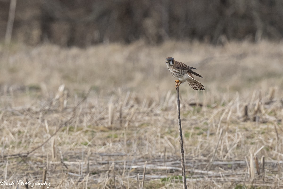 American Kestrel - ML614732245