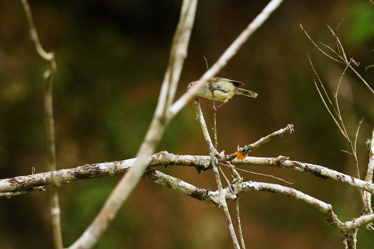 Mountain Thornbill - ML614732339