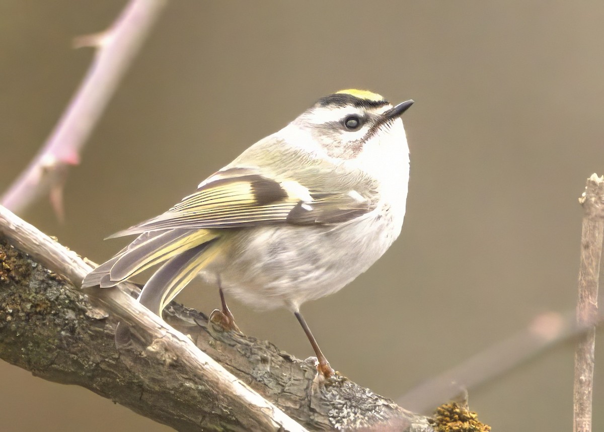 Roitelet à couronne dorée - ML614732394