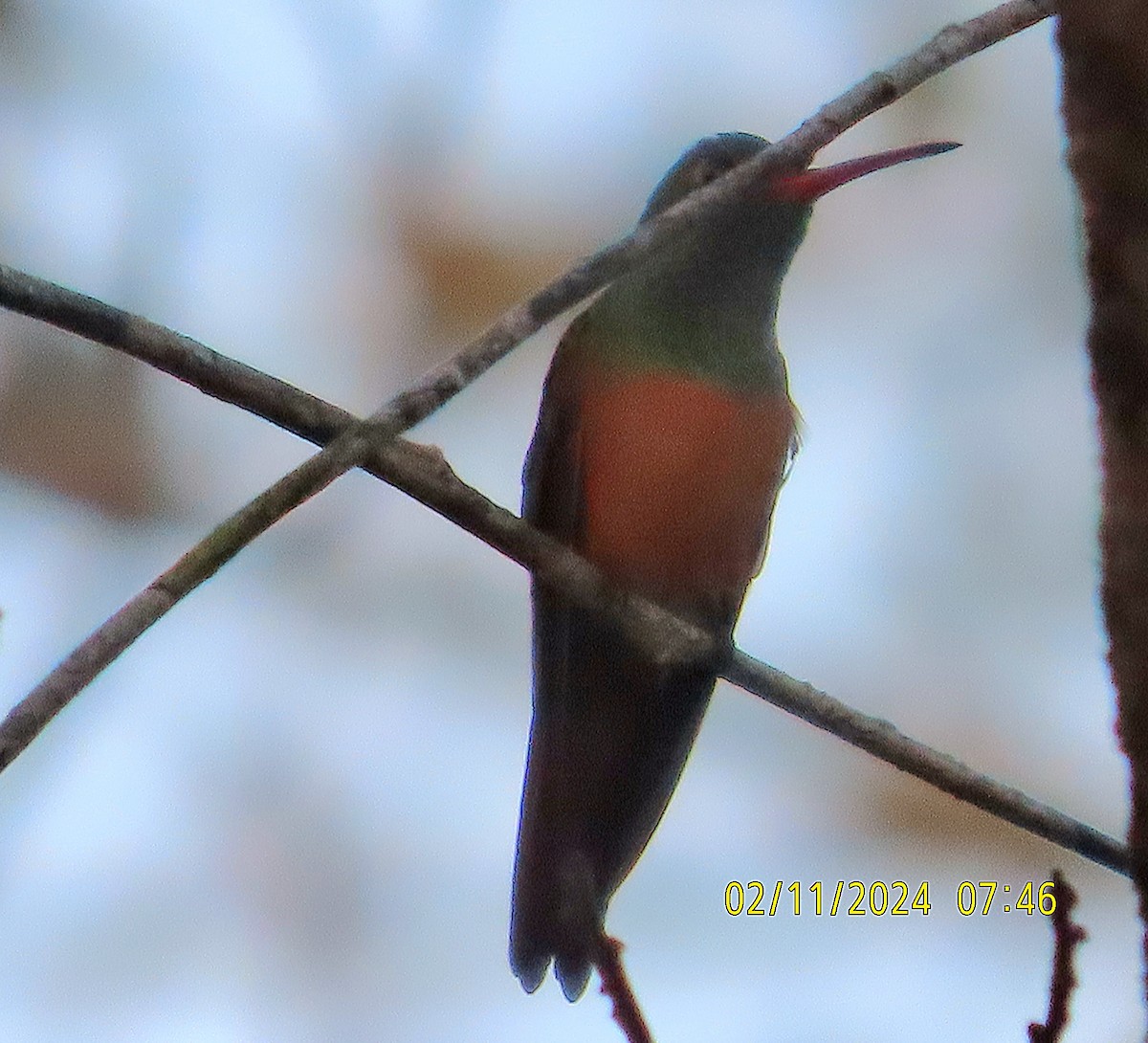 kolibřík yukatanský - ML614732417