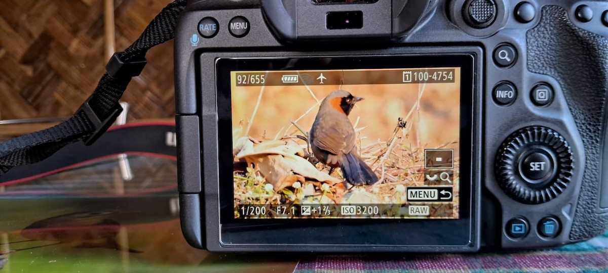 Rufous-necked Laughingthrush - ML614732420