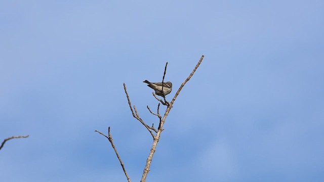 Gorrión Cuelligualdo - ML614732433