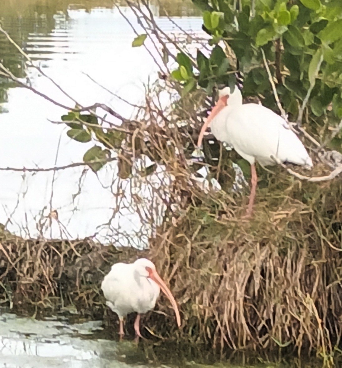 White Ibis - ML614732519