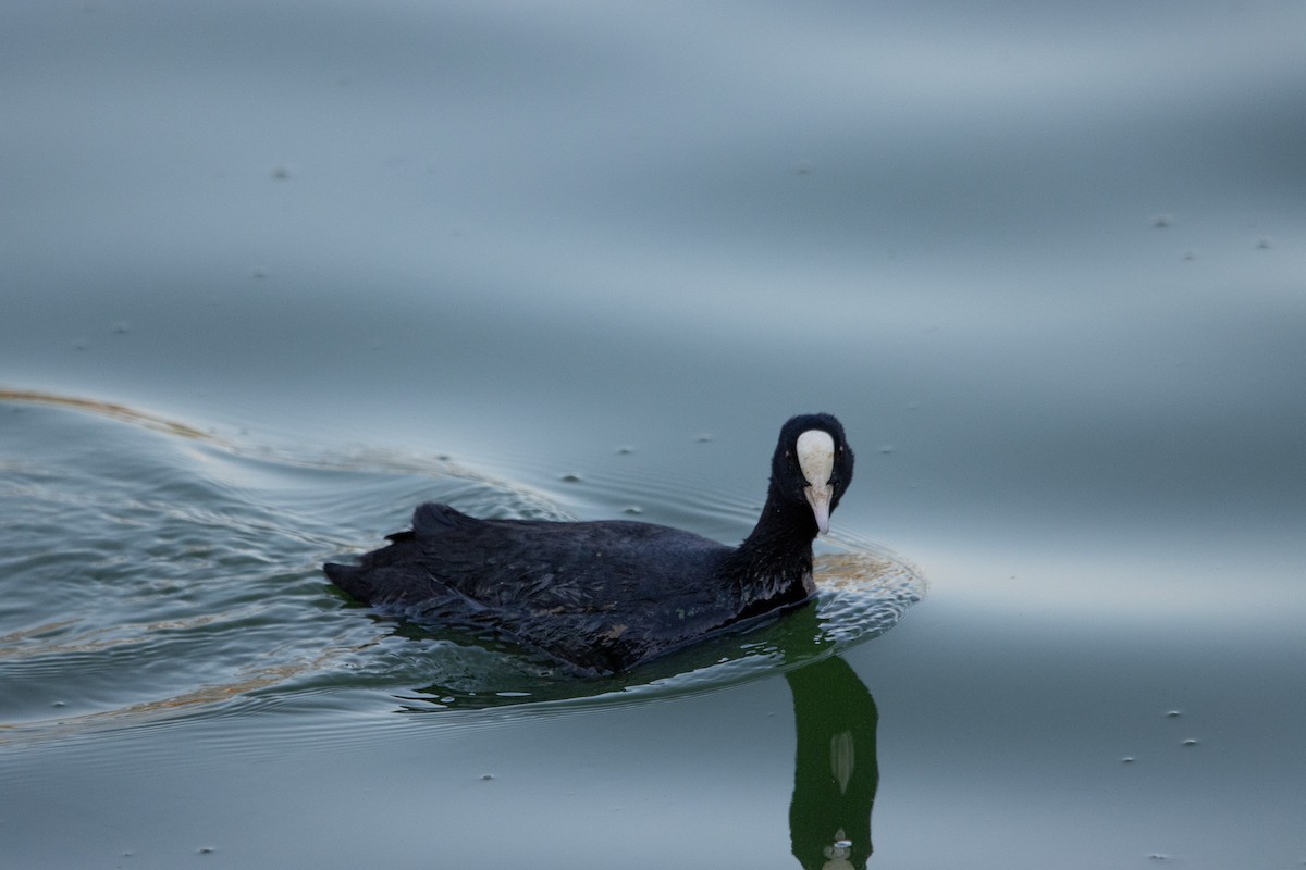 Eurasian Coot - ML614732530