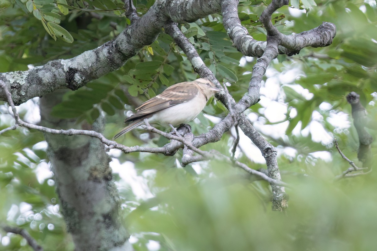 Yellow-throated Bush Sparrow - Max Khoo