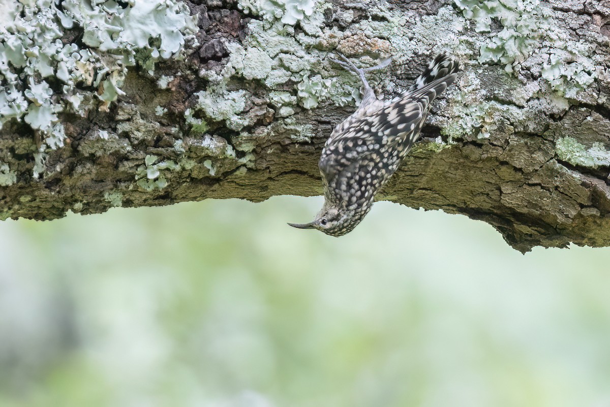 African Spotted Creeper - ML614732570