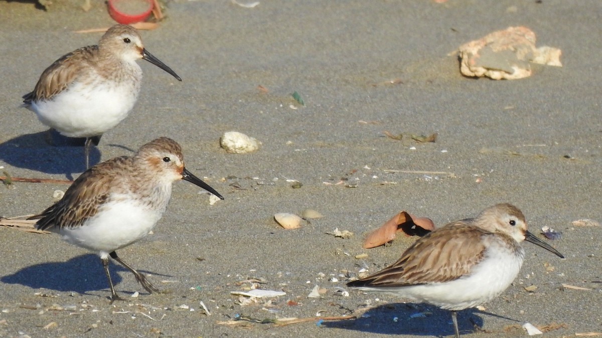 Dunlin - ML614732578