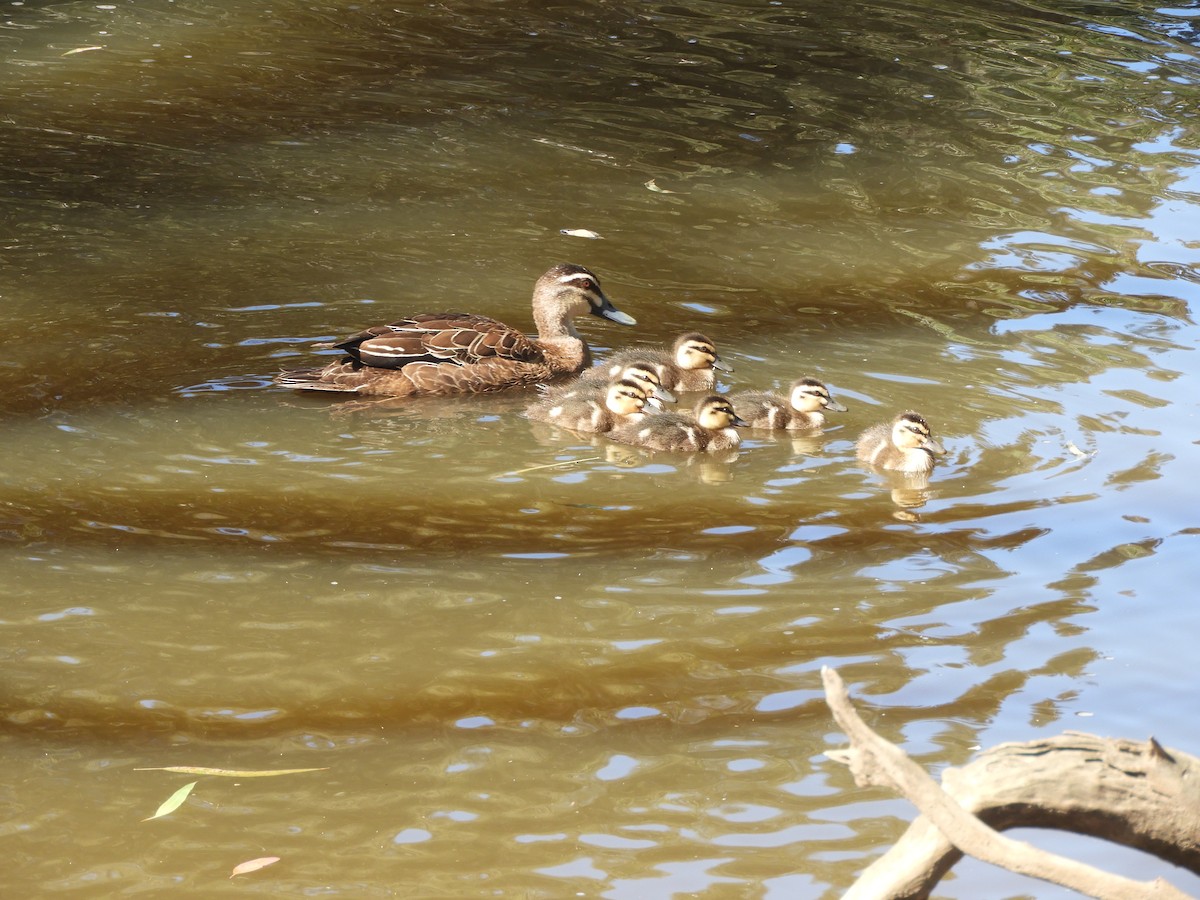 Canard à sourcils - ML614732720