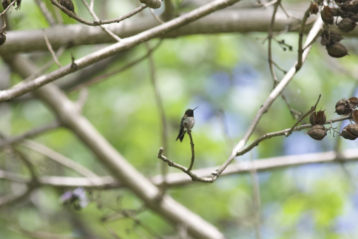 Ruby-throated Hummingbird - Brian Quindlen