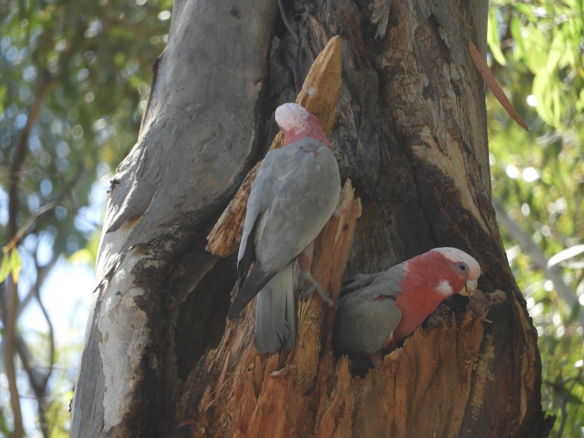 Cacatúa Galah - ML614732762