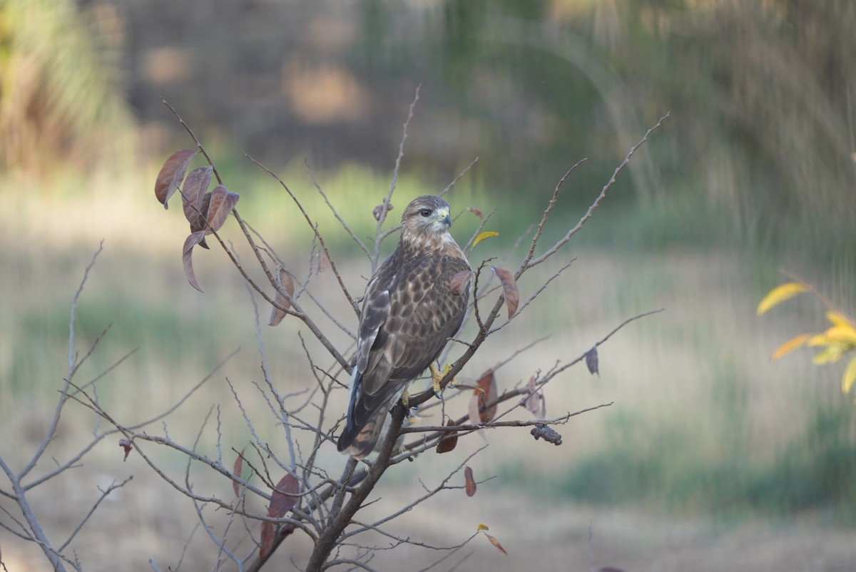 Common Buzzard - ML614732800