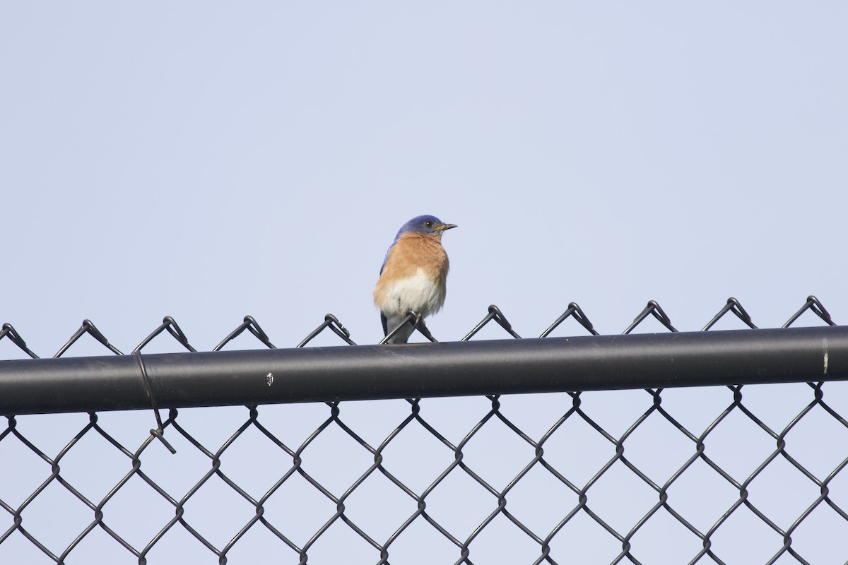 Eastern Bluebird - ML614732825