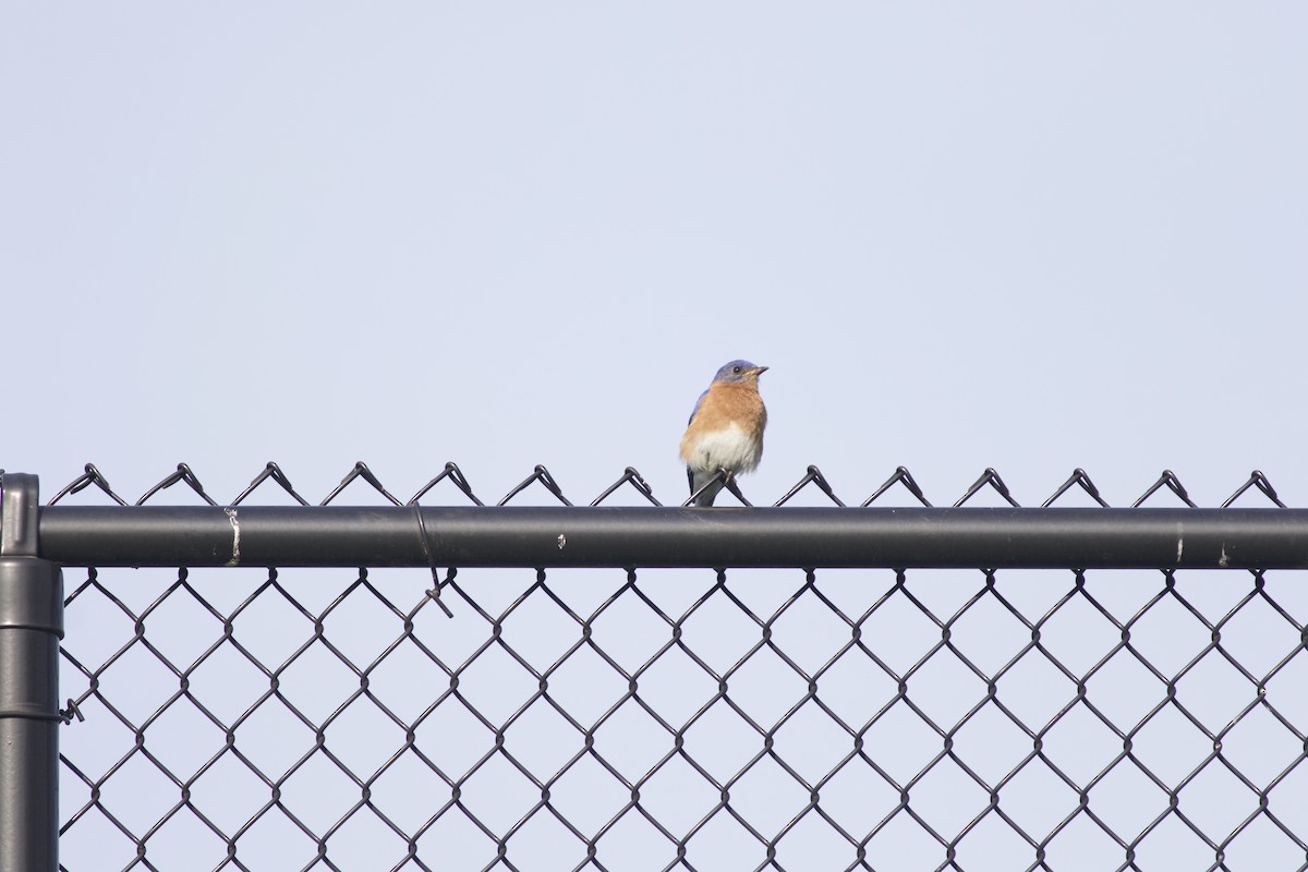 Eastern Bluebird - Brian Quindlen