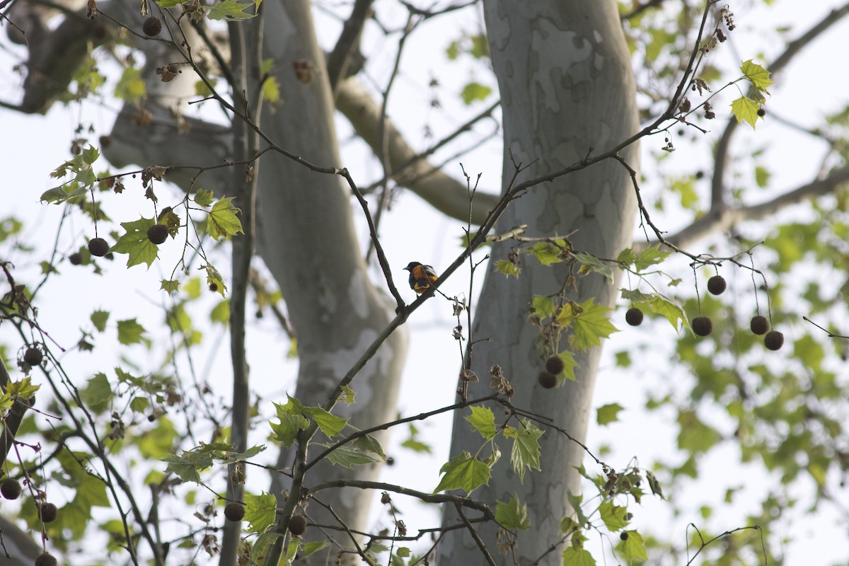 Baltimore Oriole - ML614732842