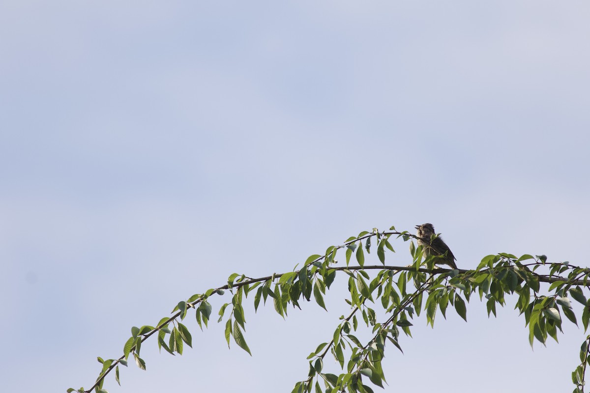 Song Sparrow - ML614732845