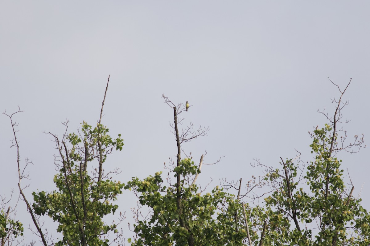 Great Crested Flycatcher - ML614732846