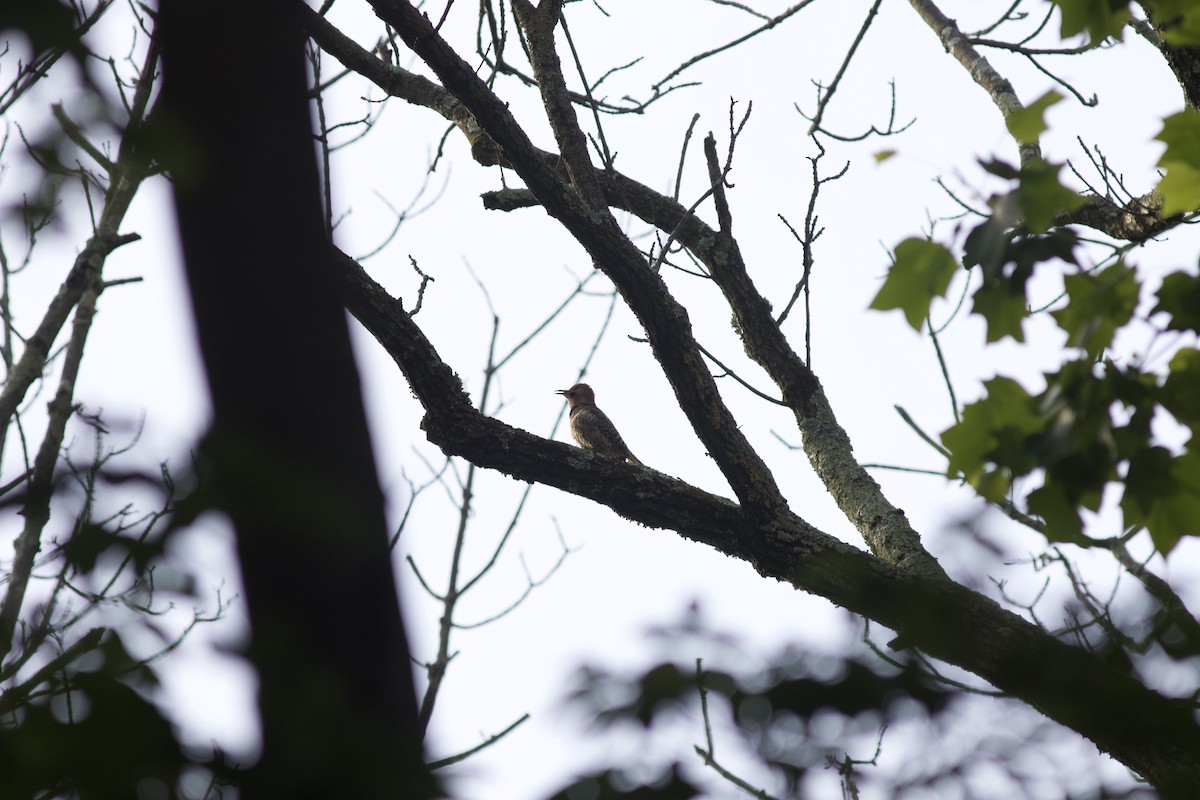 Northern Flicker - ML614732847