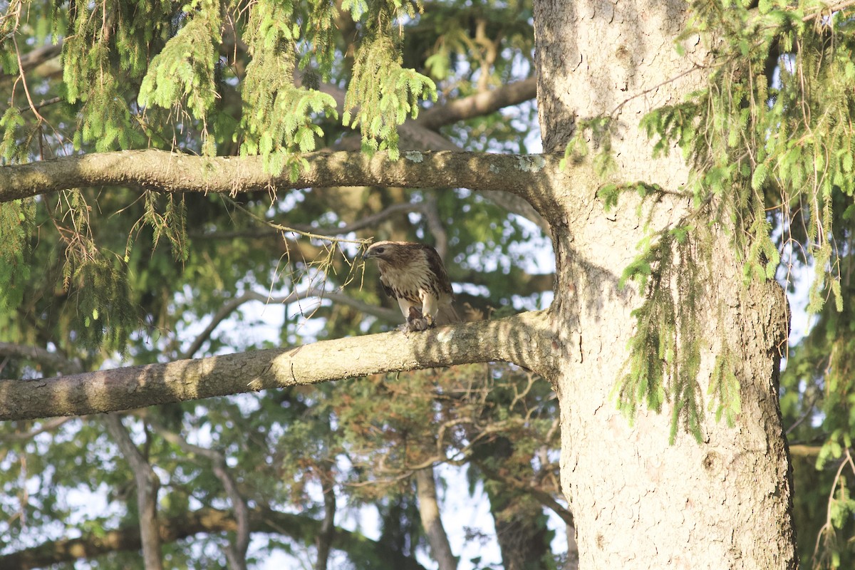 Red-tailed Hawk - ML614732848