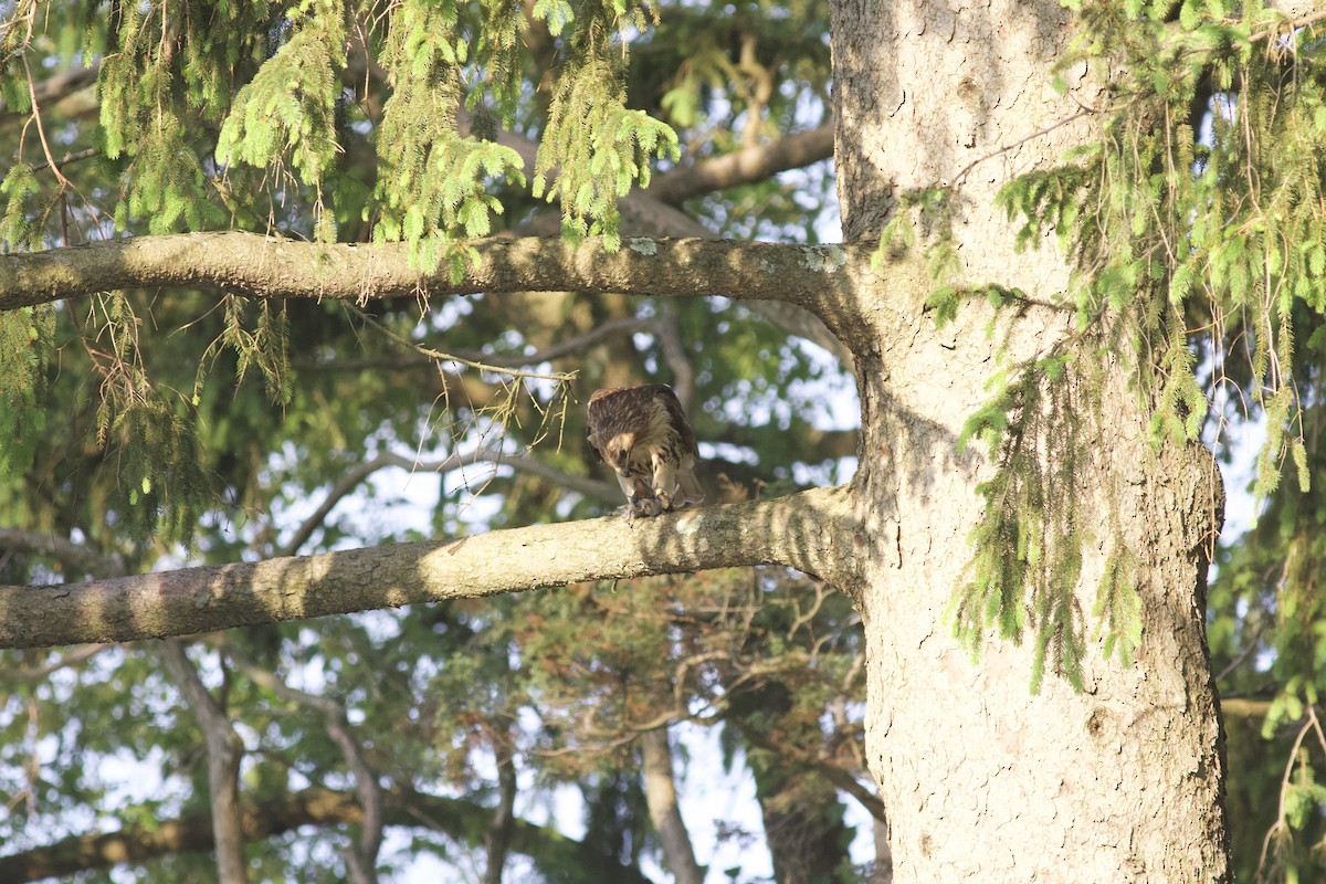 Rotschwanzbussard - ML614732849