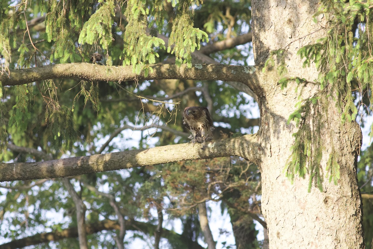 Red-tailed Hawk - ML614732850