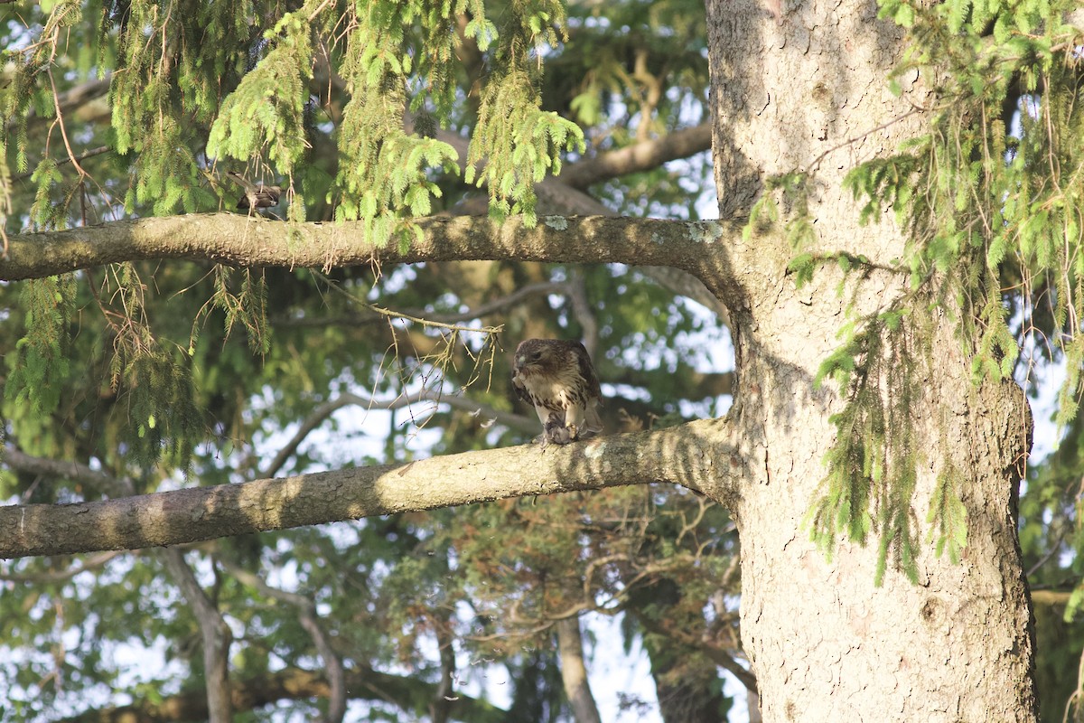 Red-tailed Hawk - ML614732851