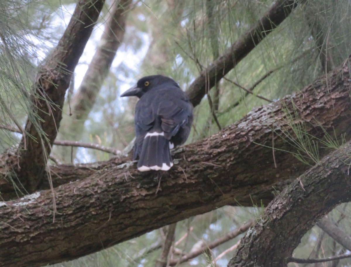 Pied Currawong - ML614732855