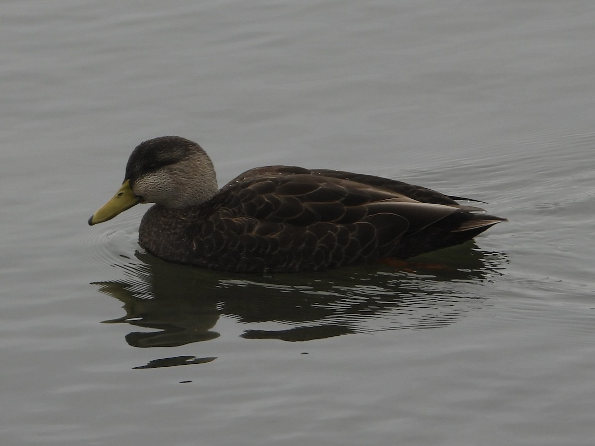 Canard noir - ML614732899