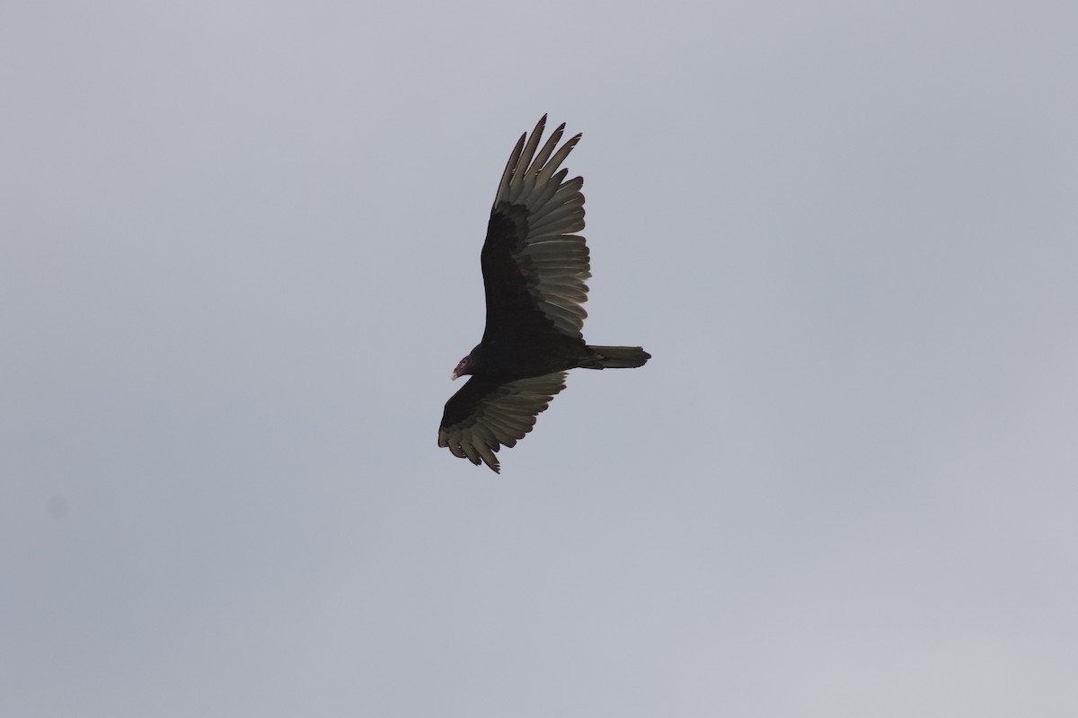 Turkey Vulture - ML614732920