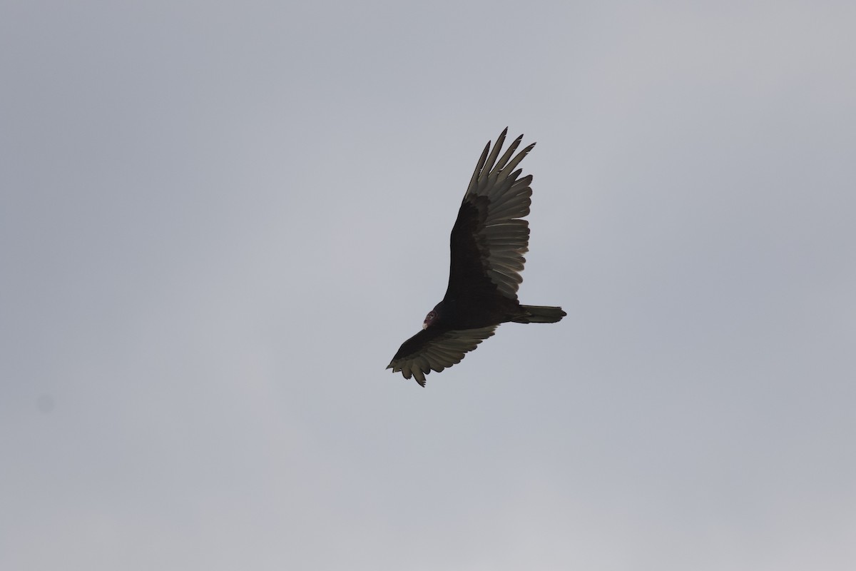 Turkey Vulture - ML614732921