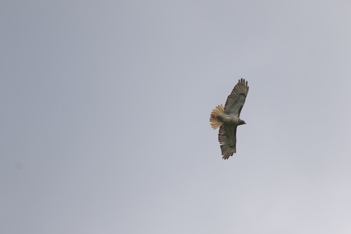 Red-tailed Hawk - ML614732922