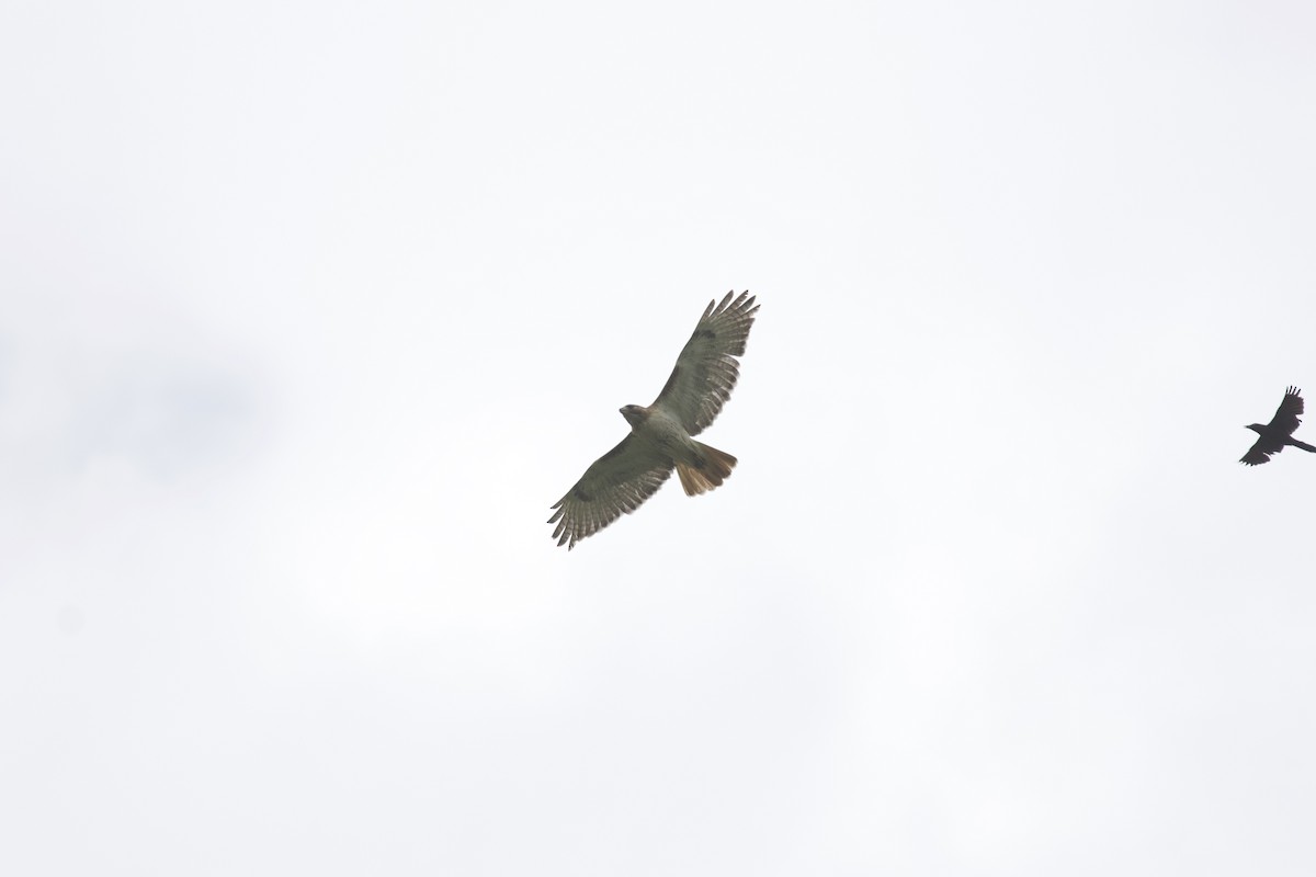 Red-tailed Hawk - ML614732923