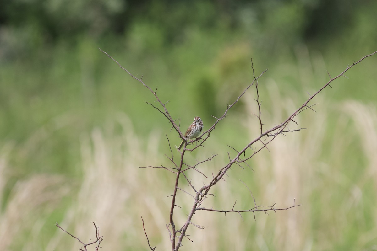 Song Sparrow - ML614732934