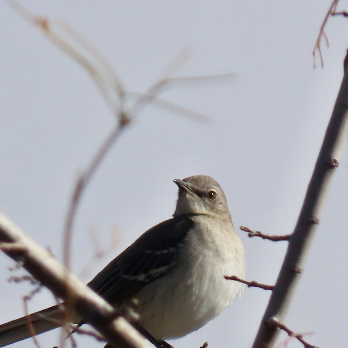 Northern Mockingbird - ML614732949